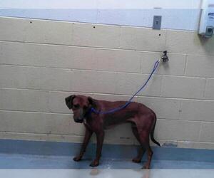 American Pit Bull Terrier-Doberman Pinscher Mix Dogs for adoption in Tulsa, OK, USA