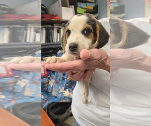 Coonhound-Unknown Mix Dogs for adoption in Rustburg, VA, USA