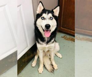 Siberian Husky Dogs for adoption in Akron, OH, USA