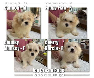 Mal-Shi Dogs for adoption in Benton, LA, USA