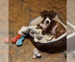 Bo-Dach Dogs for adoption in Wilmington, DE, USA