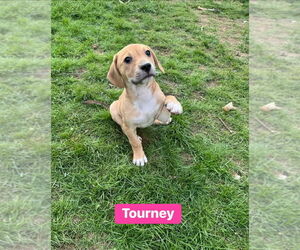 Labrador Retriever-Unknown Mix Dogs for adoption in Springdale, PA, USA