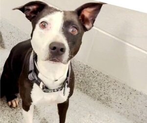 American Staffordshire Terrier Dogs for adoption in Houston, TX, USA