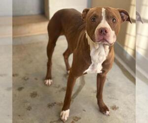 American Pit Bull Terrier-Unknown Mix Dogs for adoption in Texas City, TX, USA