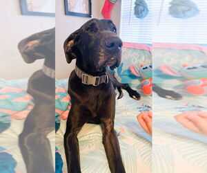 Great Dane Dogs for adoption in Bullard, TX, USA