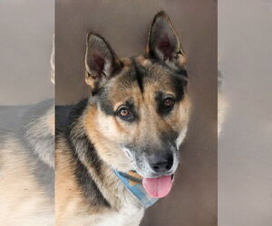 German Shepherd Dog Dogs for adoption in Pasadena, CA, USA