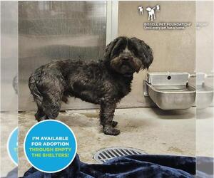 Poodle (Miniature)-Unknown Mix Dogs for adoption in Santa Cruz, CA, USA