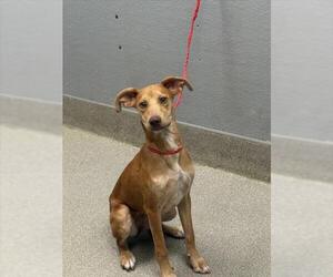 Unknown-Vizsla Mix Dogs for adoption in Las Vegas, NV, USA