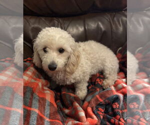 Poodle (Toy)-Unknown Mix Dogs for adoption in Omaha, NE, USA