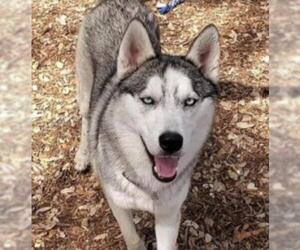 Huskies -Unknown Mix Dogs for adoption in Boerne, TX, USA