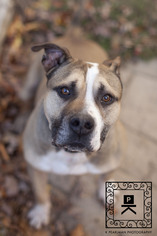 Staffordshire Bull Terrier Dogs for adoption in Fredericksburg, VA, USA