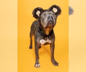 American Staffordshire Terrier Dogs for adoption in Fort Lauderdale, FL, USA