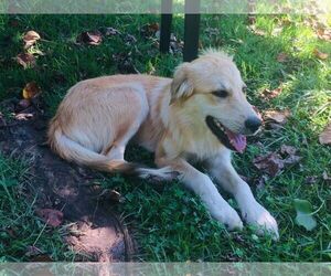 Golden Pyrenees Dogs for adoption in Temple, GA, USA