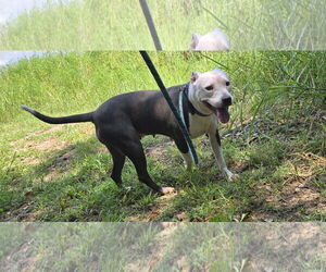 Mutt Dogs for adoption in Jackson, MS, USA