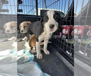 Mutt Dogs for adoption in Stockton, CA, USA
