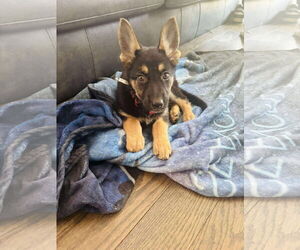 German Shepherd Dog Dogs for adoption in Hinckley, IL, USA