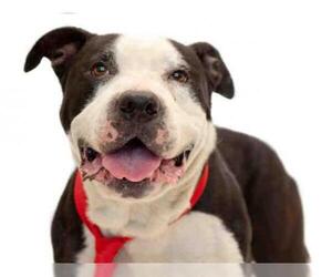 Bullypit Dogs for adoption in Orlando, FL, USA