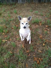 Medium Photo #1 Chi-Corgi Puppy For Sale in Euless, TX, USA