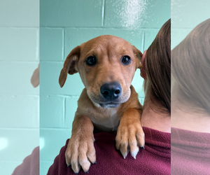 Mutt Dogs for adoption in Elmsford, NY, USA