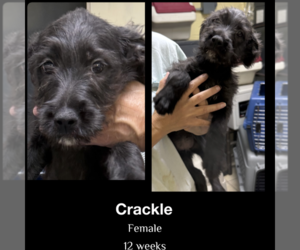 Wirehaired Pointing Poodle Dogs for adoption in Staley, NC, USA
