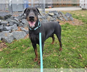 Doberman Pinscher-Unknown Mix Dogs for adoption in Millersville, MD, USA