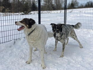 Mutt Dogs for adoption in Park Falls, WI, USA