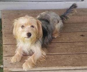 Silky Terrier Dogs for adoption in Walnutport, PA, USA