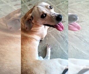Basset Retriever Dogs for adoption in Baileyton, AL, USA