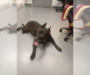 Mutt Dogs for adoption in South Bend, IN, USA