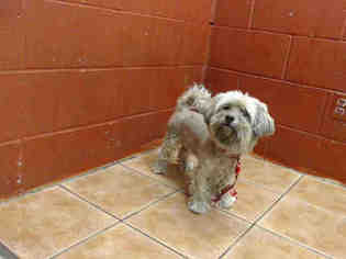 Havanese Dogs for adoption in Downey, CA, USA