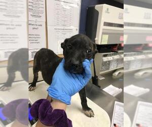 American Pit Bull Terrier Dogs for adoption in Conroe, TX, USA