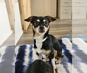 Chihuahua Dogs for adoption in oakland, FL, USA