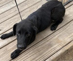 Labrador Retriever-Unknown Mix Dogs for adoption in San Antonio, TX, USA