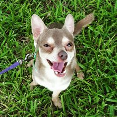 Chihuahua Dogs for adoption in Helotes, TX, USA