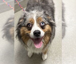 Australian Shepherd-Unknown Mix Dogs for adoption in Las Vegas, NV, USA
