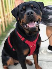 Rottweiler Dogs for adoption in Newfield, NJ, USA