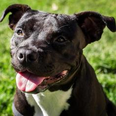 American Pit Bull Terrier Dogs for adoption in Pleasant Hill, CA, USA