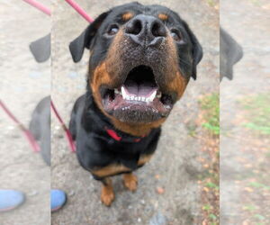 Rottweiler Dogs for adoption in Hillsboro, NH, USA