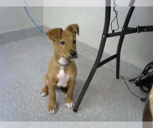 Labrador Retriever Dogs for adoption in Pasadena, TX, USA