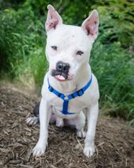 Small American Bulldog-American Staffordshire Terrier Mix