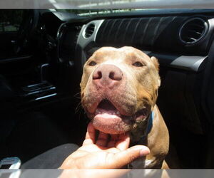 American Pit Bull Terrier Dogs for adoption in Ocala, FL, USA