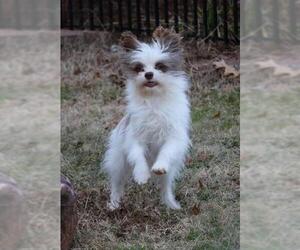 Papastzu Dogs for adoption in Warwick, RI, USA