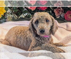 Poodle (Miniature) Dogs for adoption in Bon Carbo, CO, USA
