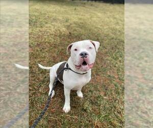 American Pit Bull Terrier Dogs for adoption in Derwood, MD, USA
