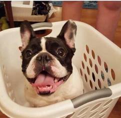 French Bulldog Dogs for adoption in Little Rock, AR, USA