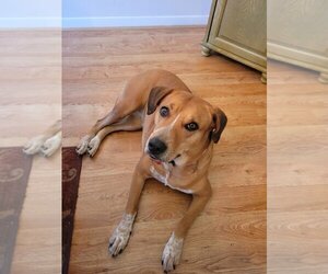 Labrador Retriever-Red Heeler Mix Dogs for adoption in Katy, TX, USA