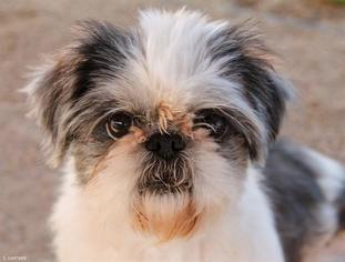 Small Shih Tzu