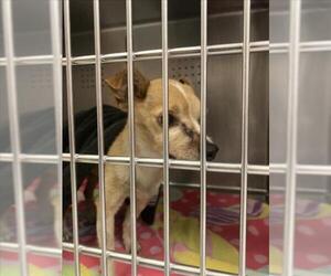 Tibetan Terrier-Unknown Mix Dogs for adoption in Rancho Cucamonga, CA, USA