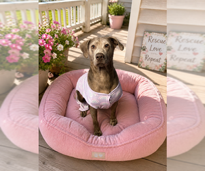 Labmaraner Dogs for adoption in MIDWAY, UT, USA