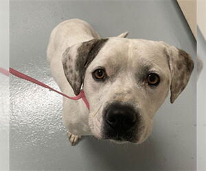 American Pit Bull Terrier-Beagle Mix Dogs for adoption in St. Cloud, FL, USA